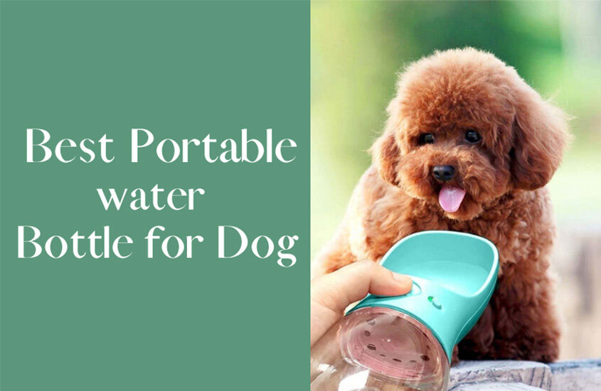 Best Portable Water Bottle for Dog